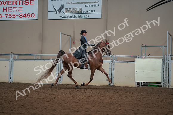 2019 Morgan Horse Show - Aug 30, 2019 - 25233