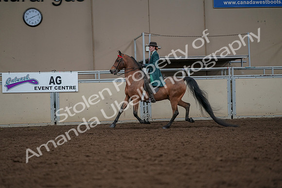 2019 Morgan Horse Show - Aug 30, 2019 - 27927