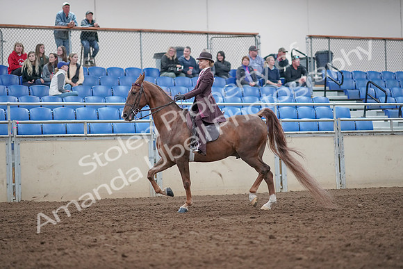 2019 Morgan Horse Show - Aug 31, 2019 - 20397