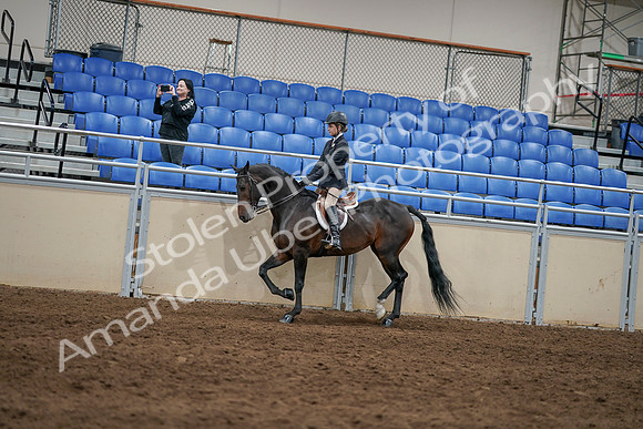 2020 - AB Morgan Horse - Sun, Sept 06 - 07866