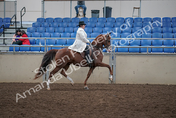 2019 Morgan Horse Show - Aug 31, 2019 - 17981