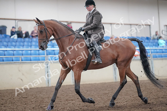 2019 Morgan Horse Show - Aug 31, 2019 - 14657
