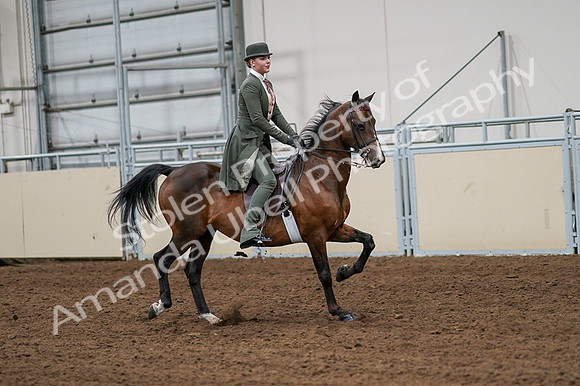 2020 - AB Morgan Horse - Fri, Sept 04 - 03357