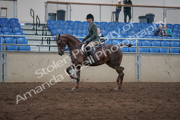2019 Morgan Horse Show - Sept 01, 2019 - 08553