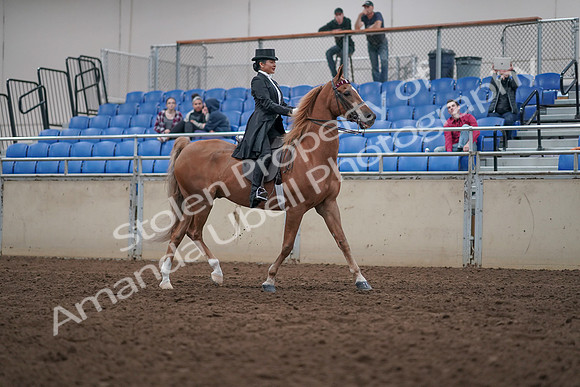 2019 Morgan Horse Show - Aug 31, 2019 - 20716