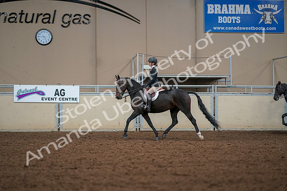 2019 Morgan Horse Show - Aug 30, 2019 - 23246