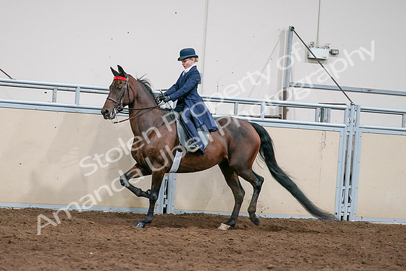 2020 - AB Morgan Horse - Sat, Sept 05 - 04919