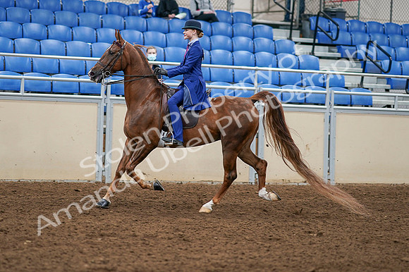 2020 - AB Morgan Horse - Fri, Sept 04 - 04889