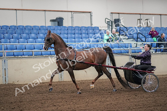 2019 Morgan Horse Show - Aug 30, 2019 - 13075