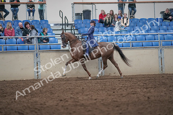 2019 Morgan Horse Show - Aug 31, 2019 - 20567