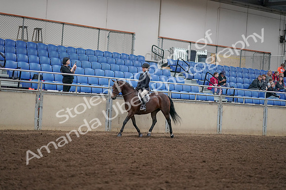 2019 Morgan Horse Show - Aug 30, 2019 - 12663