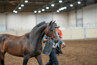 2020 - AB Morgan Horse - Fri, Sept 04 - 08568