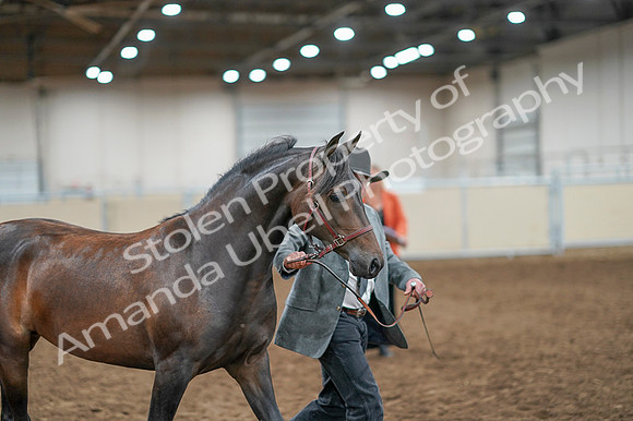 2020 - AB Morgan Horse - Fri, Sept 04 - 08568