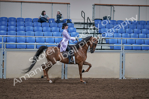 2020 - AB Morgan Horse - Fri, Sept 04 - 05102