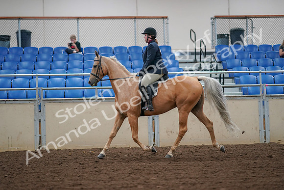 2019 Morgan Horse Show - Aug 30, 2019 - 16085