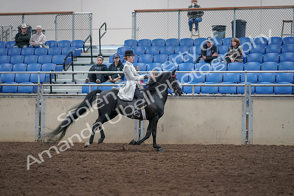 2019 Morgan Horse Show - Aug 31, 2019 - 09675