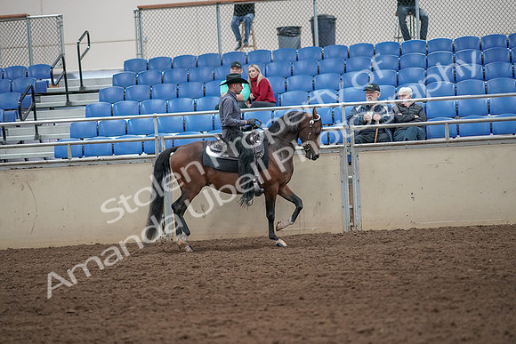 2019 Morgan Horse Show - Aug 31, 2019 - 06229