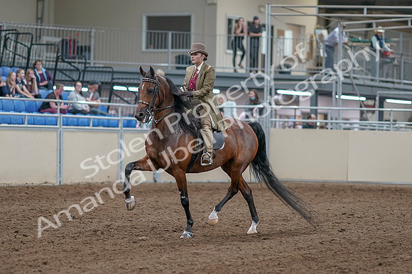 2020 - AB Morgan Horse - Fri, Sept 04 - 11138