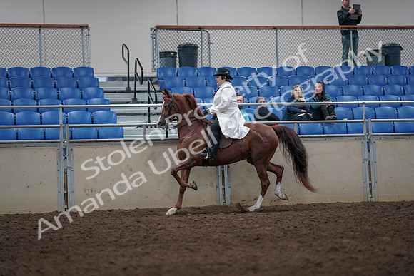 2019 Morgan Horse Show - Aug 31, 2019 - 08569
