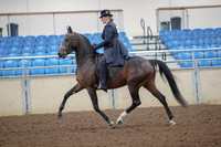 2019 Morgan Horse Show - Aug 30, 2019 - 24303