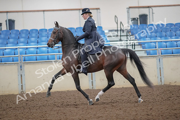 2019 Morgan Horse Show - Aug 30, 2019 - 24303