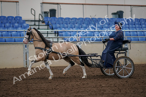 2019 Morgan Horse Show - Aug 30, 2019 - 13215