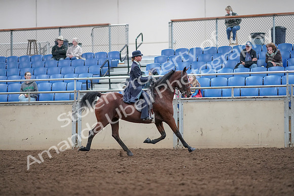 2019 Morgan Horse Show - Aug 31, 2019 - 09595