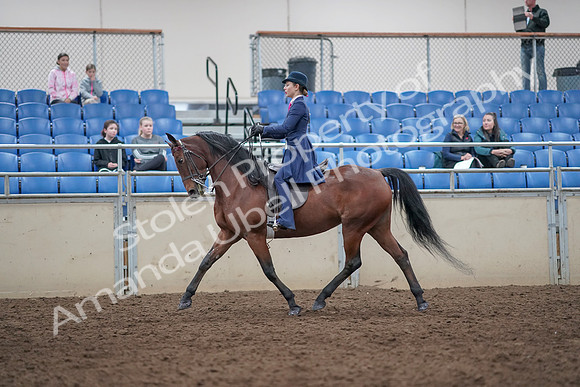 2019 Morgan Horse Show - Aug 31, 2019 - 09301
