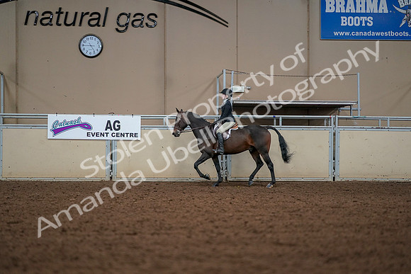 2019 Morgan Horse Show - Aug 30, 2019 - 23233
