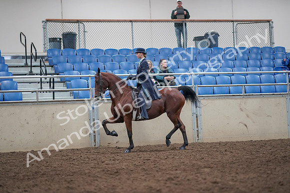 2019 Morgan Horse Show - Aug 31, 2019 - 09252