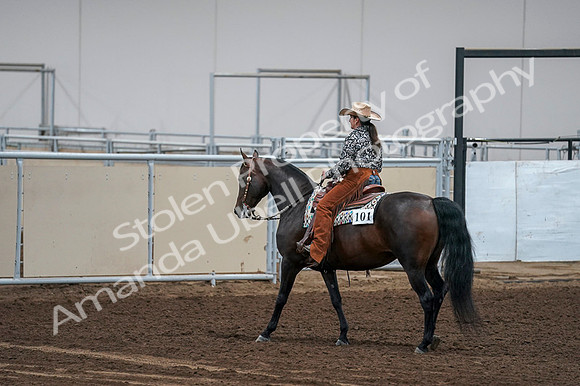 2020 - AB Morgan Horse - Fri, Sept 04 - 00451