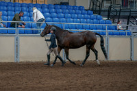 2020 - AB Morgan Horse - Fri, Sept 04 - 00735