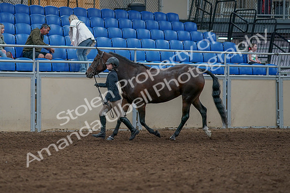 2020 - AB Morgan Horse - Fri, Sept 04 - 00735