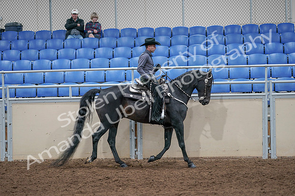 2020 - AB Morgan Horse - Fri, Sept 04 - 08481