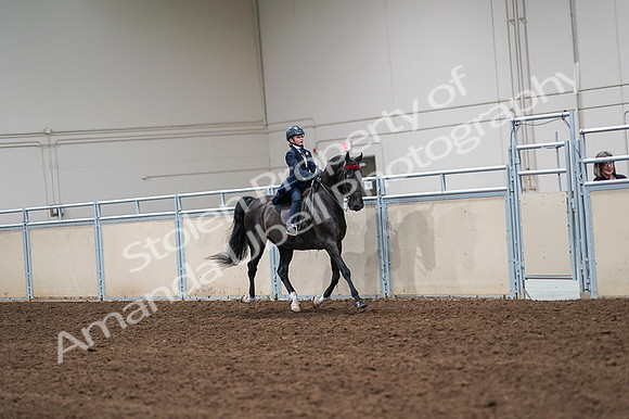 2020 - AB Morgan Horse - Fri, Sept 04 - 03117