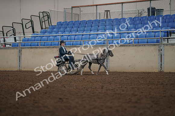 2019 Morgan Horse Show - Aug 31, 2019 - 04494