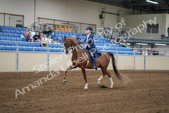 2020 - AB Morgan Horse - Sat, Sept 05 - 06220