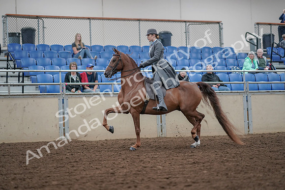 2019 Morgan Horse Show - Aug 30, 2019 - 15358