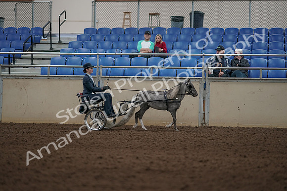 2019 Morgan Horse Show - Aug 31, 2019 - 04416