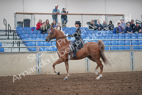 2019 Morgan Horse Show - Aug 31, 2019 - 20391