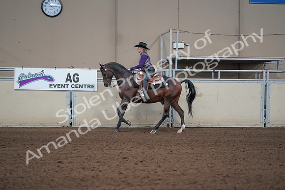 2019 Morgan Horse Show - Aug 31, 2019 - 10591