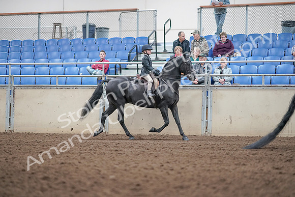 2019 Morgan Horse Show - Aug 31, 2019 - 19629