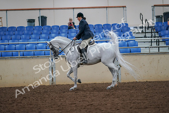2019 Morgan Horse Show - Aug 30, 2019 - 17325