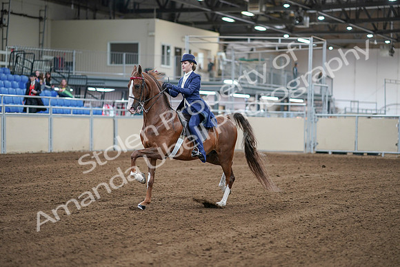 2020 - AB Morgan Horse - Sat, Sept 05 - 06070