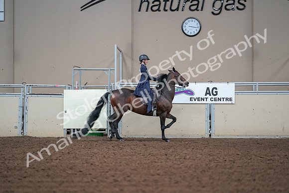 2019 Morgan Horse Show - Aug 30, 2019 - 17949