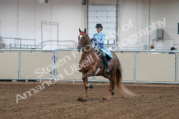 2020 - AB Morgan Horse - Sat, Sept 05 - 06100