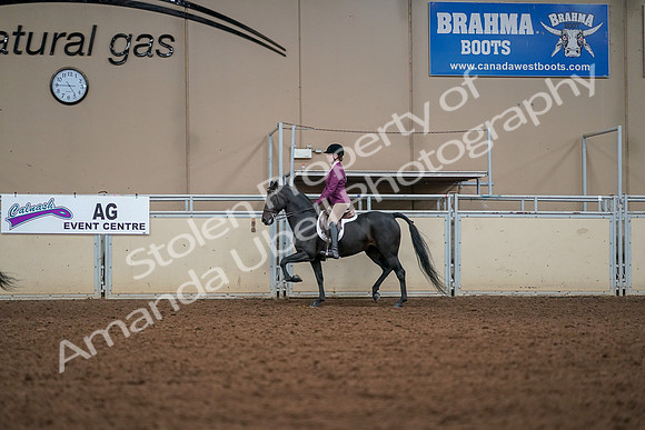 2019 Morgan Horse Show - Aug 30, 2019 - 23253