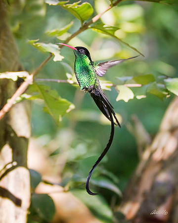 Birds - 128
