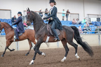 2019 Morgan Horse Show - Aug 31, 2019 - 08475