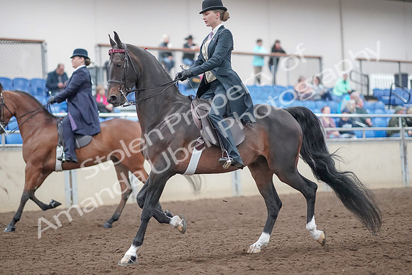 2019 Morgan Horse Show - Aug 31, 2019 - 08475